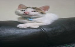 Mixed Breed cats for sale: British longhair mix Male kitten available  - Image 3