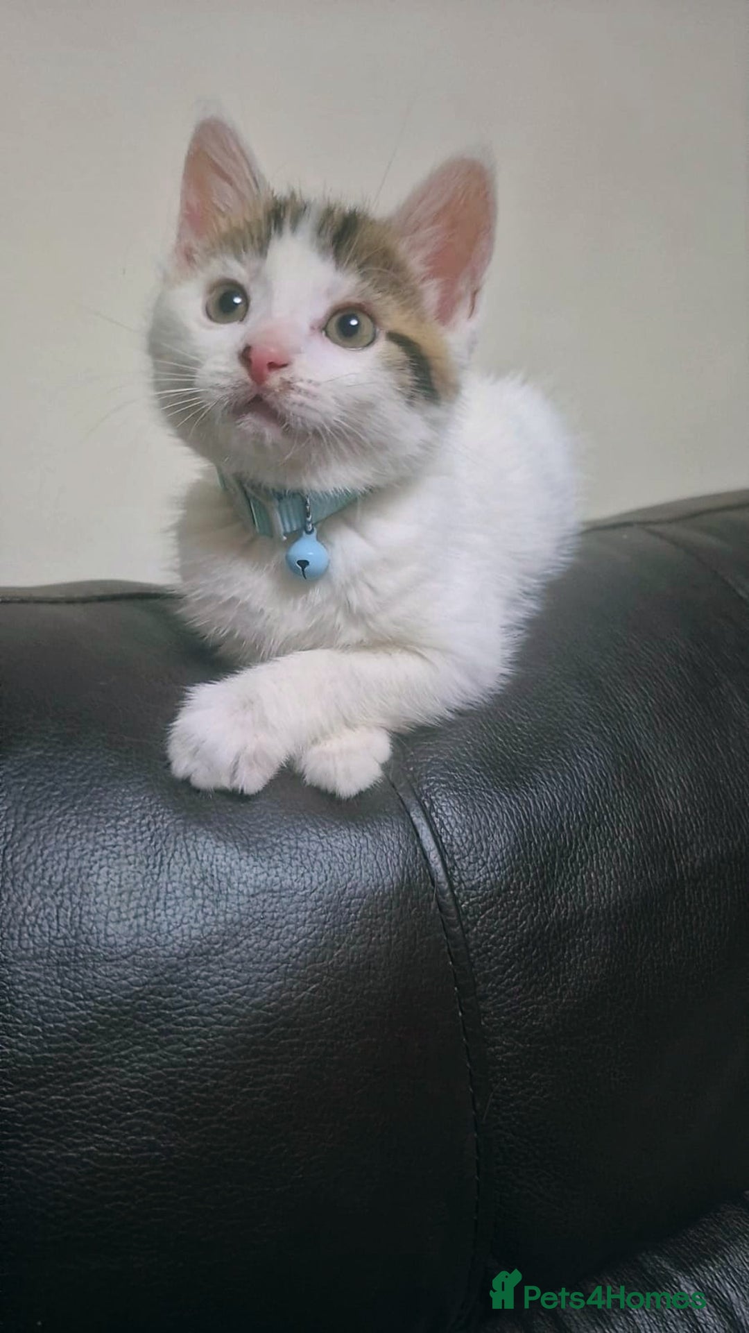 Mixed Breed cats for sale: British longhair mix Male kitten available  - Image 3