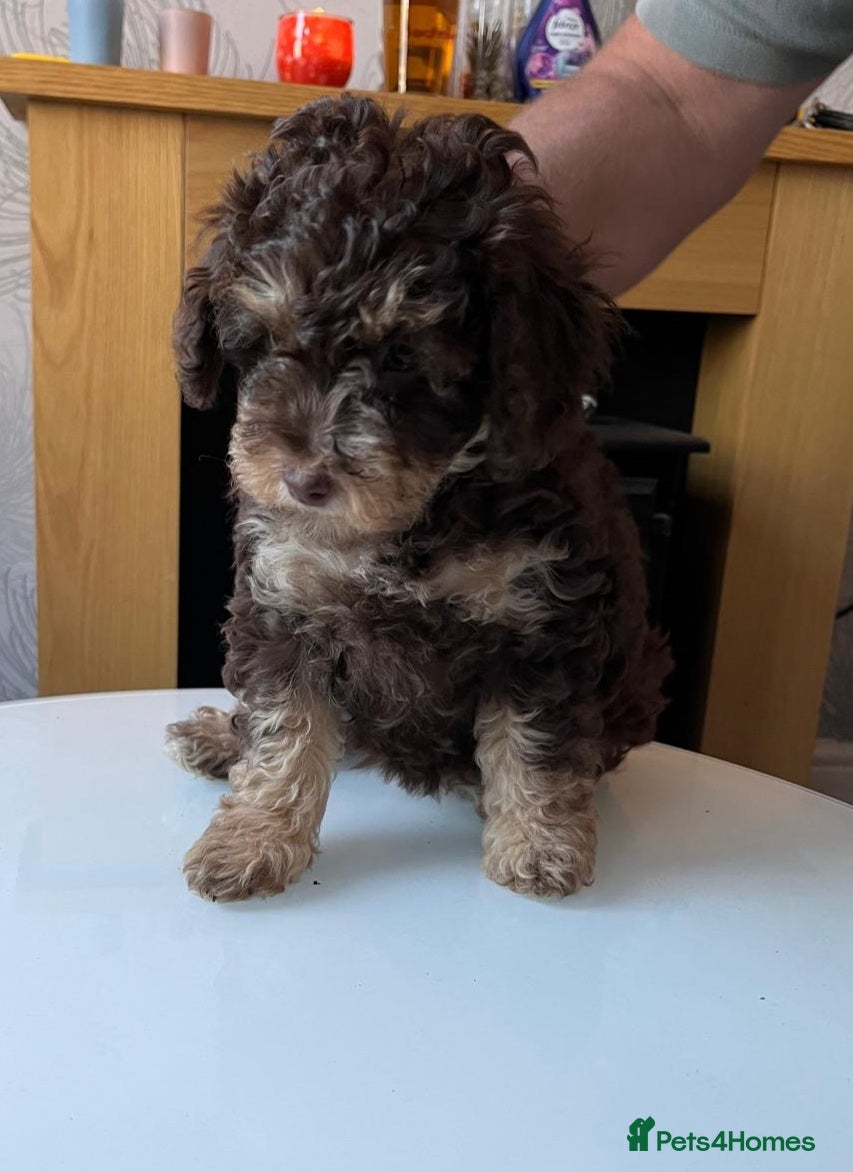 Cockapoo dogs LYNJONBORNS BEAUTIFUL COCKAP00 PUPPYS - Advert 2