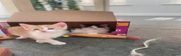Ragdoll cats for sale: Adorable, Affectionate Part Ragdoll Kittens - Advert 10
