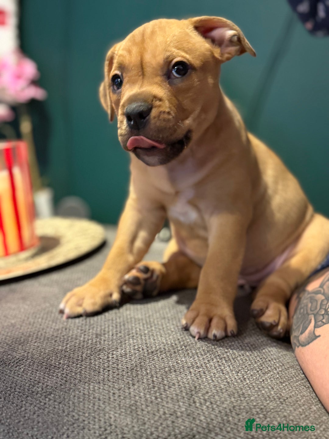 Mixed Breed dogs for sale: American Staffie X Olde English Bulldog Puppies - Advert 6