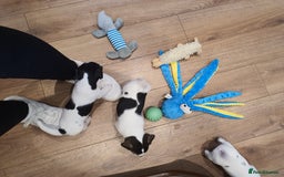Jack Russell dogs for sale: Stunning Jack Russell Puppies  - Image 11