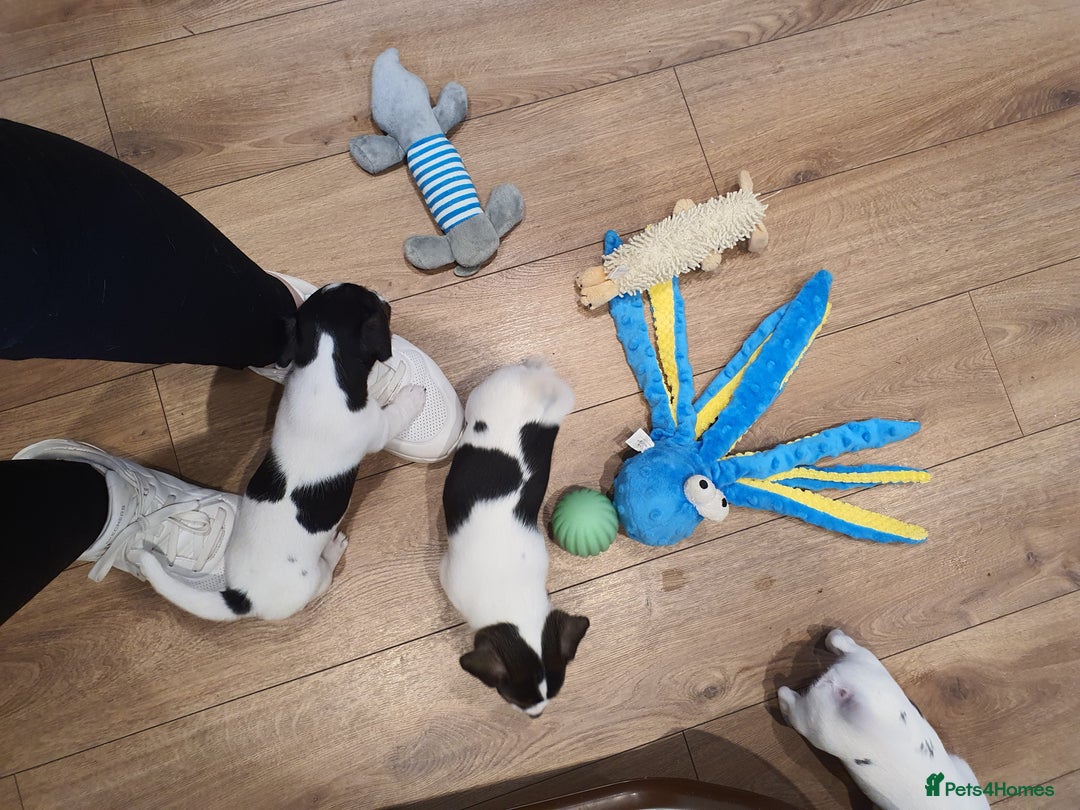 Jack Russell dogs for sale: Stunning Jack Russell Puppies  - Image 11