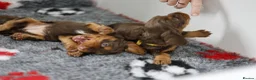 Cocker Spaniel dogs for sale: KC REGISTERED WORKING COCKER SPANIELS in Deeside - Advert 15