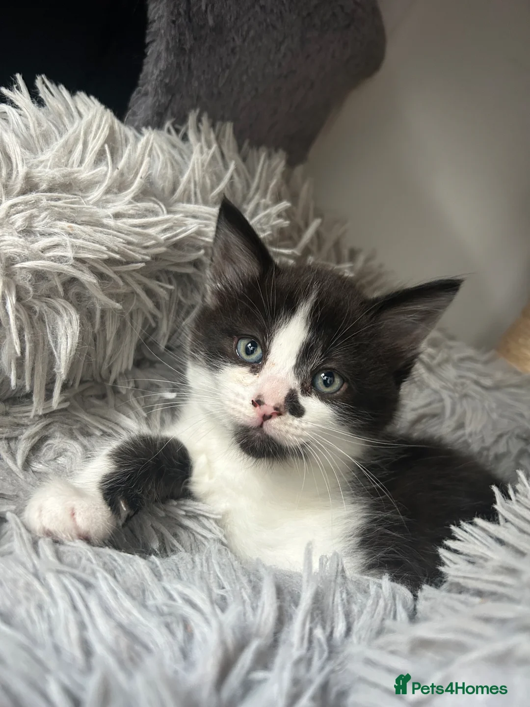 Mixed Breed cats for sale: Kittens looking for forever homes - Advert 2