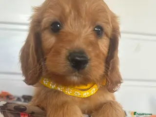 Cockapoo dogs F1 playful cockapoo boys ready 16 July - Advert 18