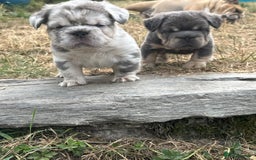 French Bulldog dogs for sale: 7 fluffy French Bulldogs puppies - Image 17