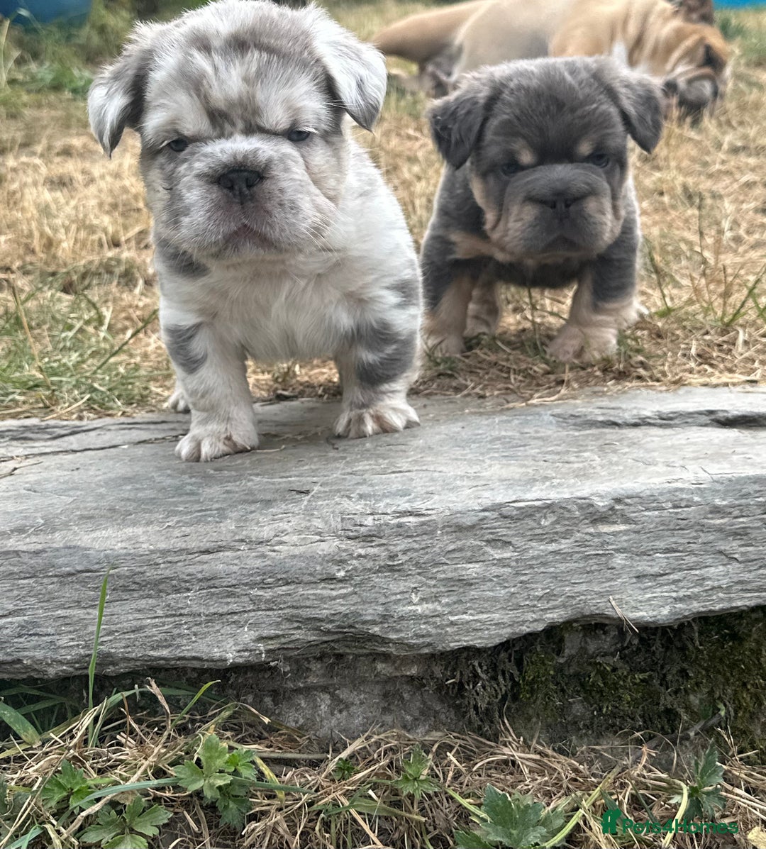 French Bulldog dogs for sale: 7 fluffy French Bulldogs puppies - Image 17