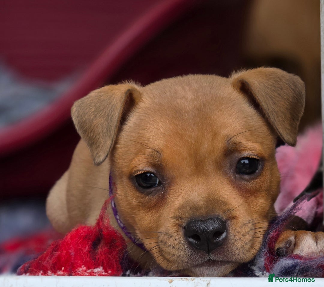 Staffordshire Bull Terrier dogs for sale: !READY NOW! KC Reg Quality Red Staffy Puppies  - Image 25