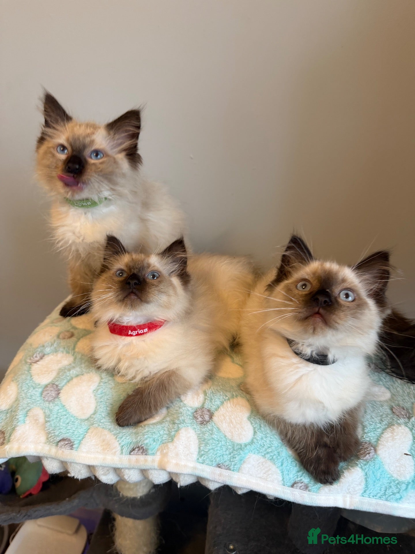 Ragdoll cats Beautiful ragdoll kittens Parents DNA tested & -ve - Advert 8