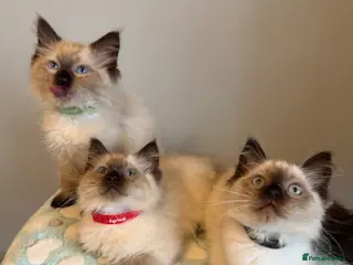 Ragdoll cats Beautiful ragdoll kittens Parents DNA tested & -ve - Advert 8