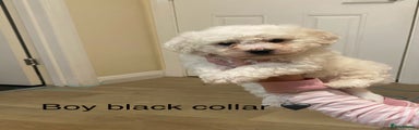 🖤Black collar Bichon Frise 