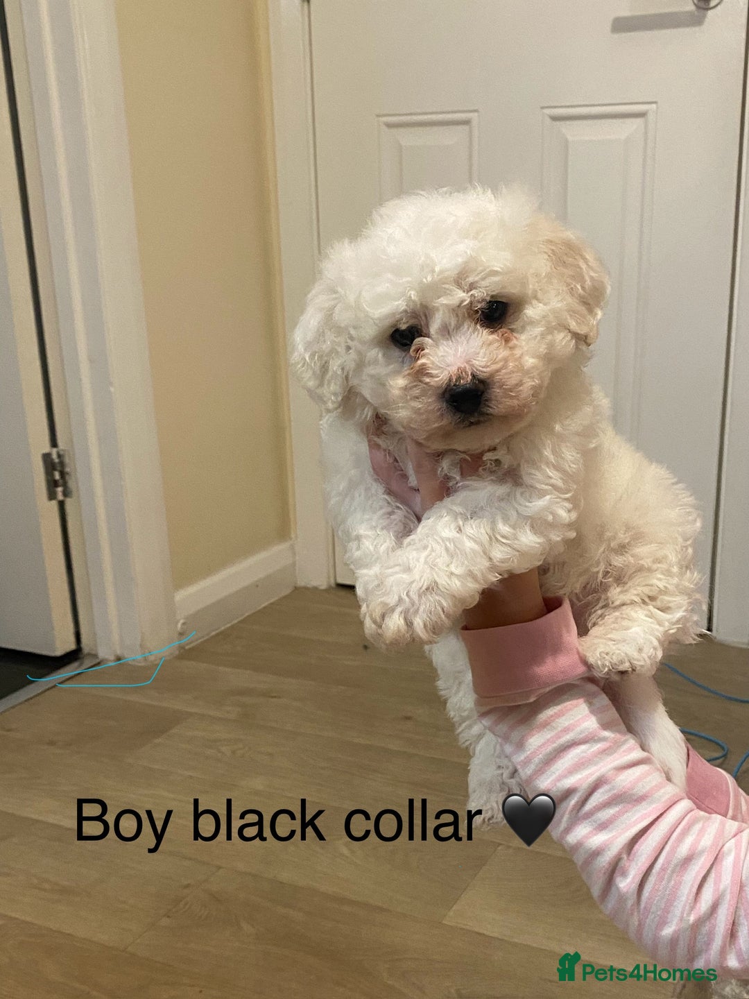 Bichon Frise dogs for sale: Beautiful Bichon frise puppies - Advert 9