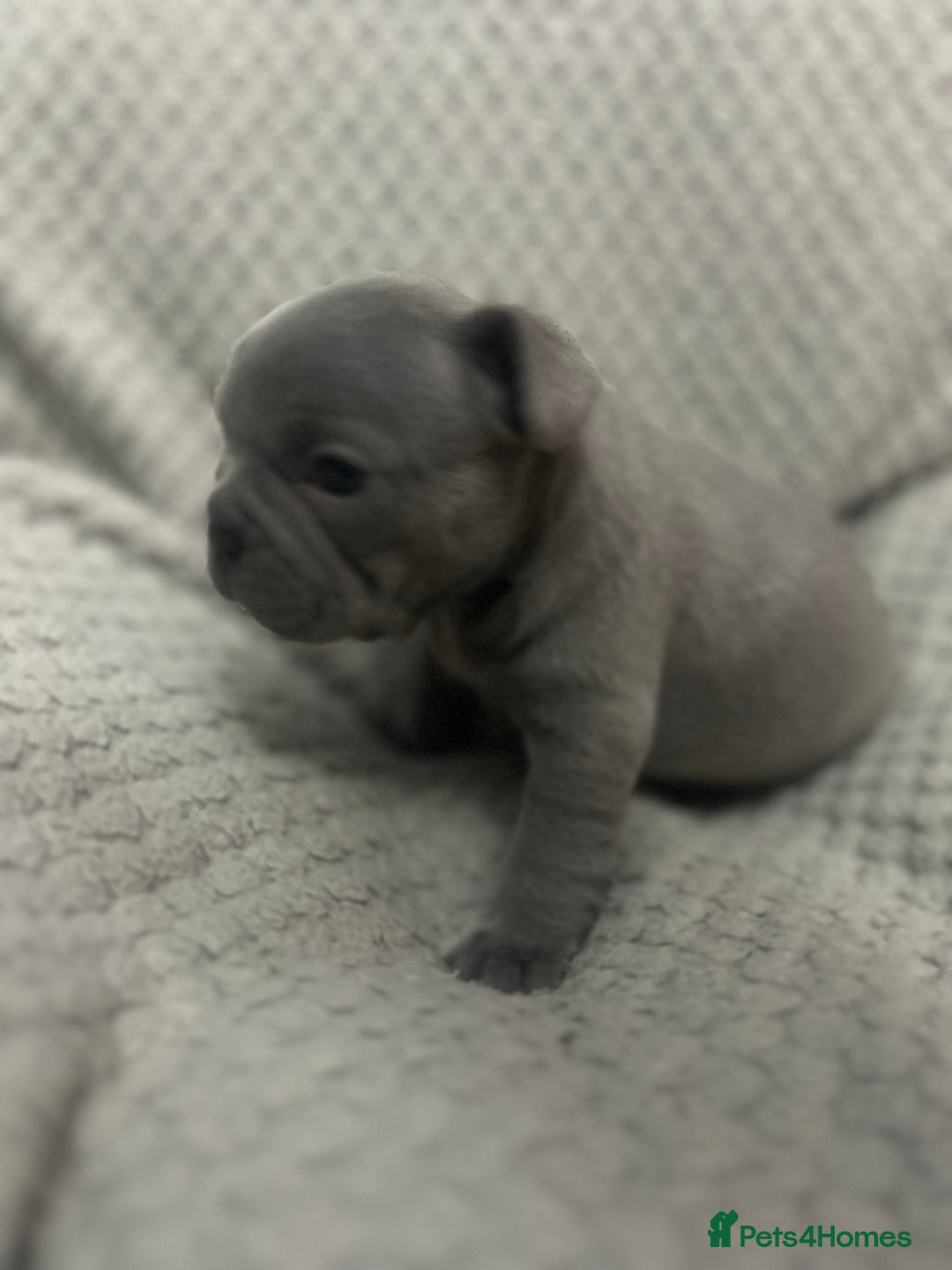 French Bulldog dogs for sale: French bulldogs pedigree - Advert 9