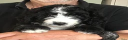 Bernedoodle dogs for sale: AMAZING BERNEDOODLE PUPPIES - Advert 9