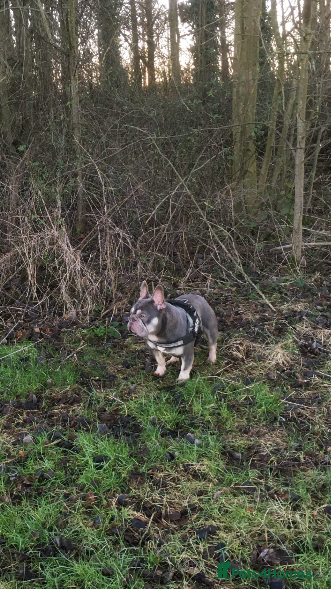 French Bulldog dogs R.F.G Graded 0-F.B.C.E Silver- B.V.A. Clear  in Darlington - Advert 14