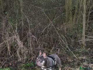 French Bulldog dogs R.F.G Graded 0-F.B.C.E Silver- B.V.A. Clear in Darlington - Advert 2