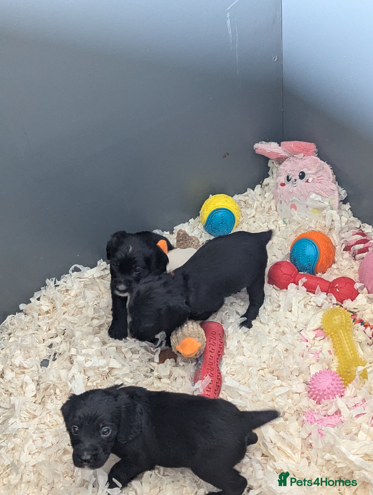 Sprocker dogs for sale: Beautiful Sprocker Puppies  - Advert 8