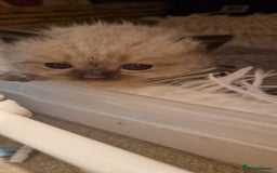 Perdoll cats for sale: Gorgeously cute tiny perdolls  - Image 1