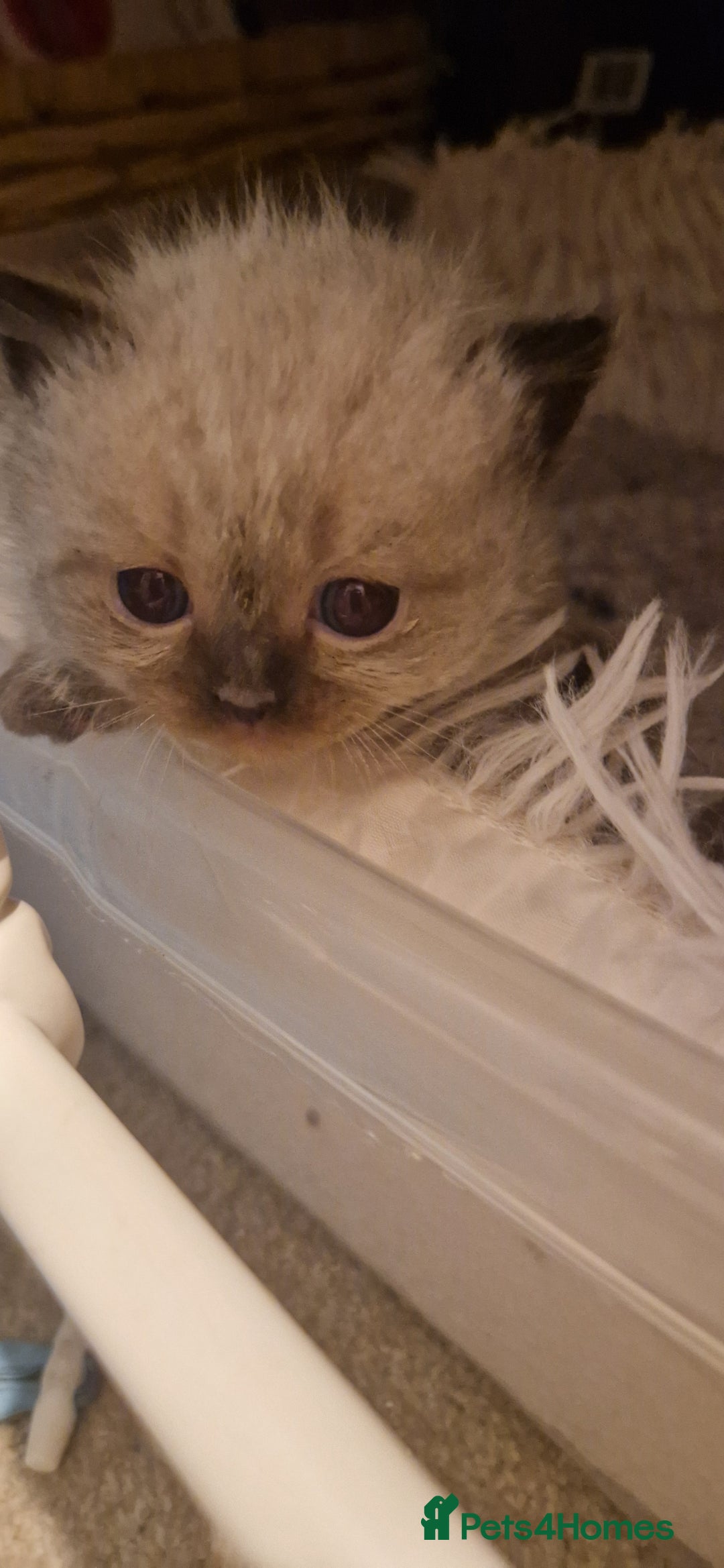 Perdoll cats for sale: Gorgeously cute tiny perdolls  - Image 1