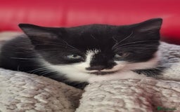 Mixed Breed cats for sale: Kittens for sale. Tuxedo, black and fluffy - Image 3