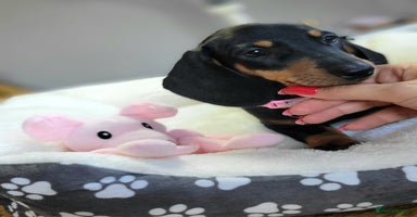 Dachshund dogs - Advert 5