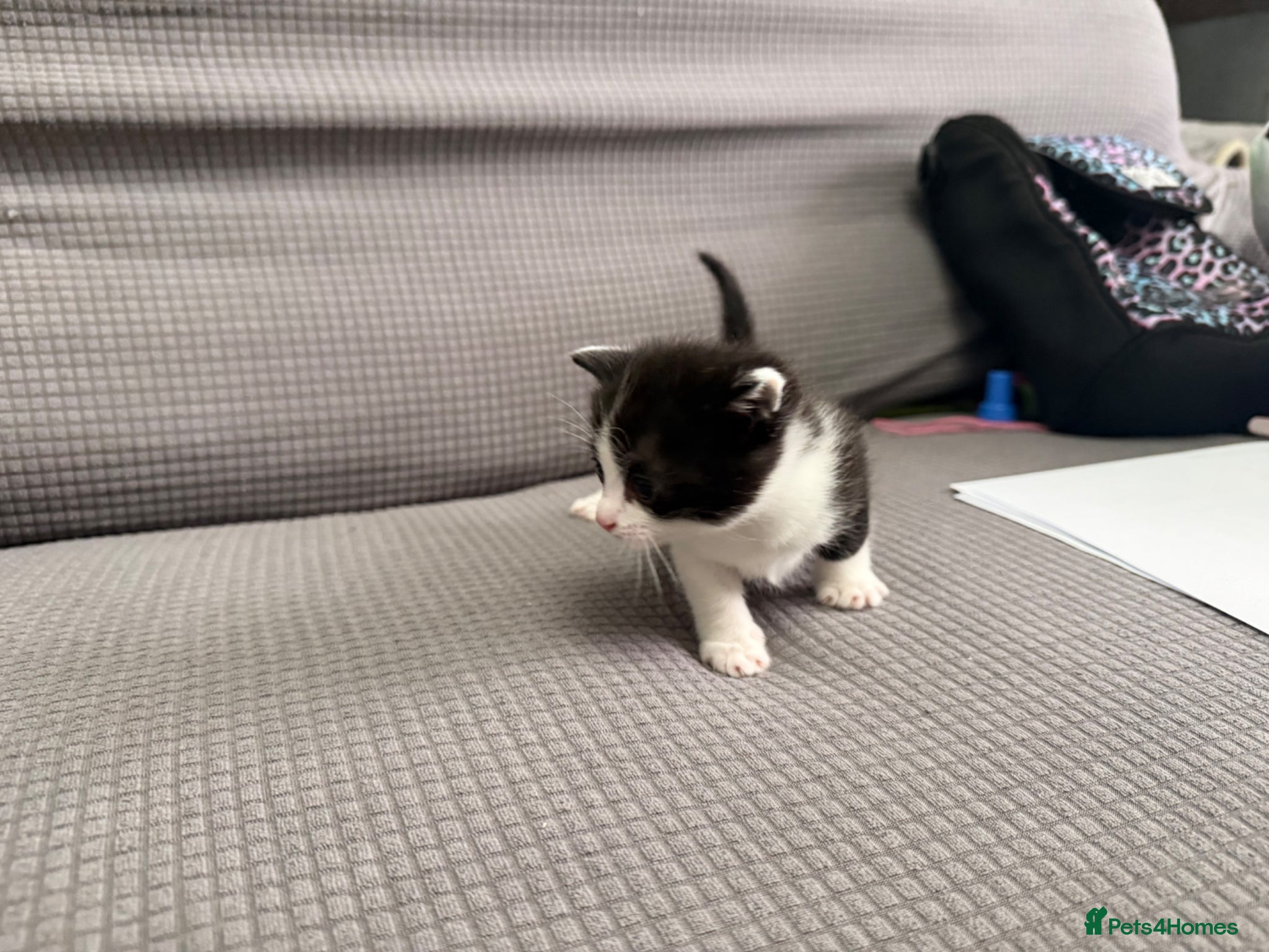 Mixed Breed cats for sale: Beautiful little kittens for sale - Advert 8