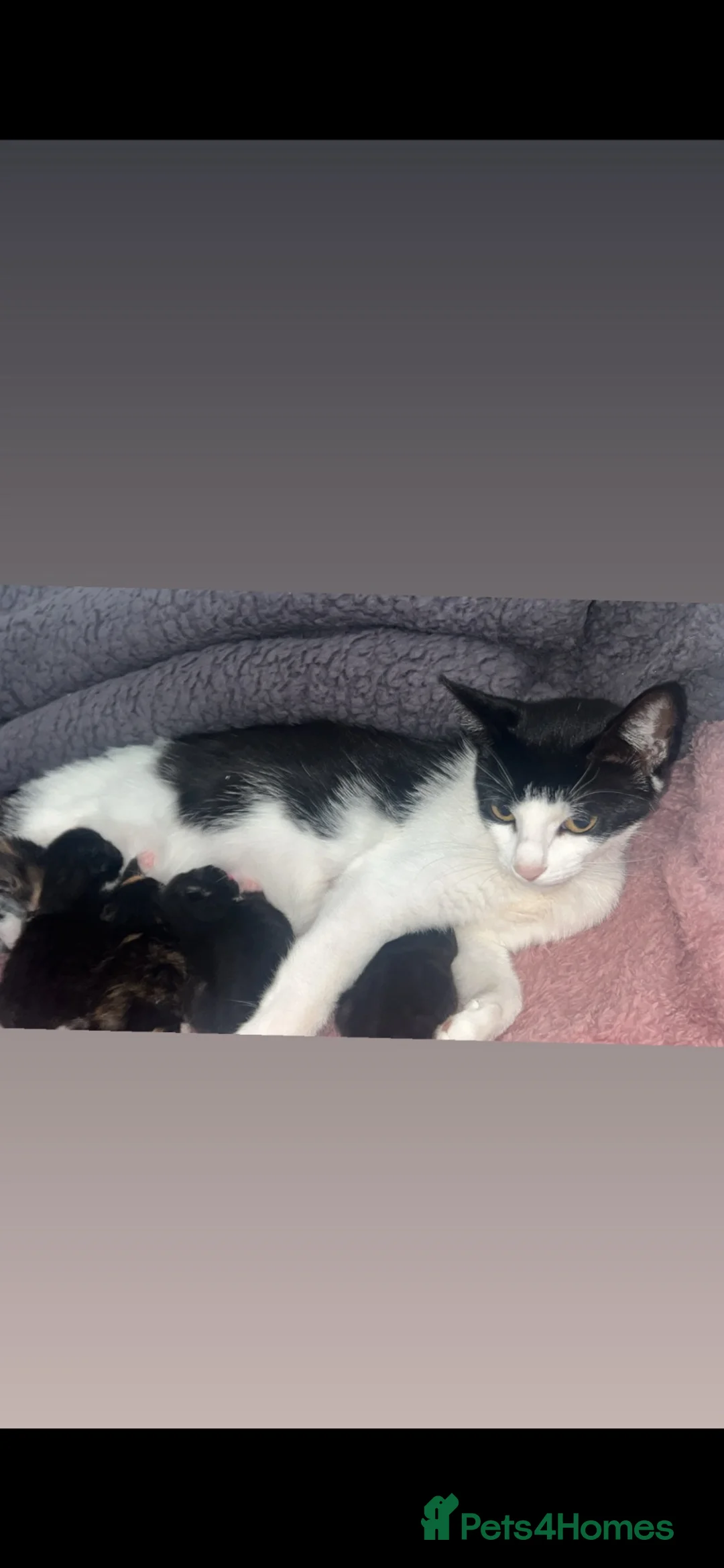 Mixed Breed cats for sale: 2 black and white Kittens  - Advert 1