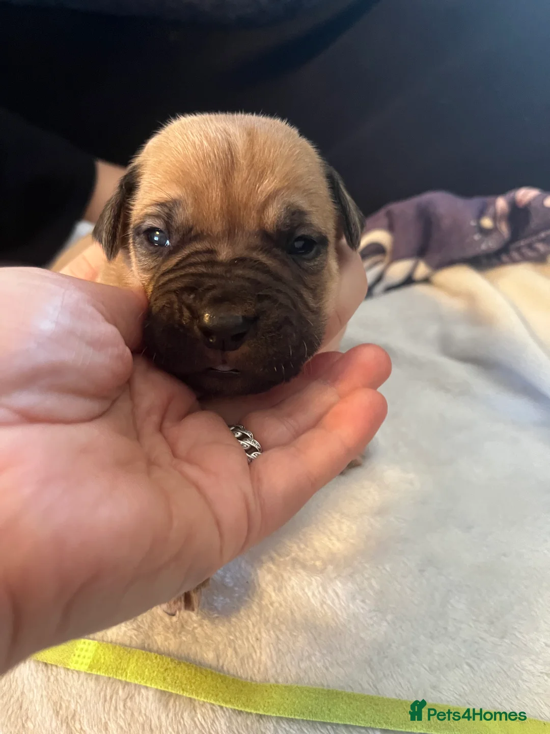 Dogue De Bordeaux dogs for sale: Dogue de Bordeaux puppies - Advert 14