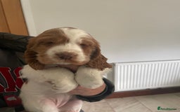 Cocker Spaniel dogs for sale: Beautiful Cocker Spaniel Puppies For Sale  - Image 6