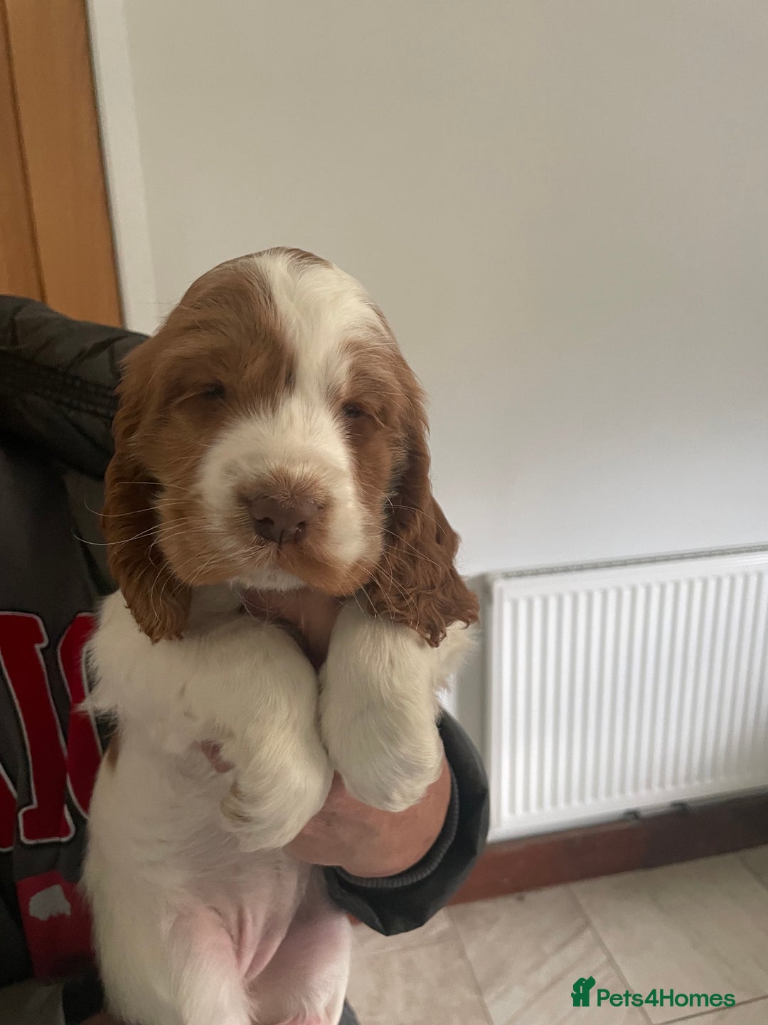 Cocker Spaniel dogs for sale: Beautiful Cocker Spaniel Puppies For Sale  - Image 6