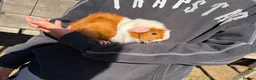 Guinea Pig rodents for sale: guinea pigs for sale  in Beccles - Advert 7