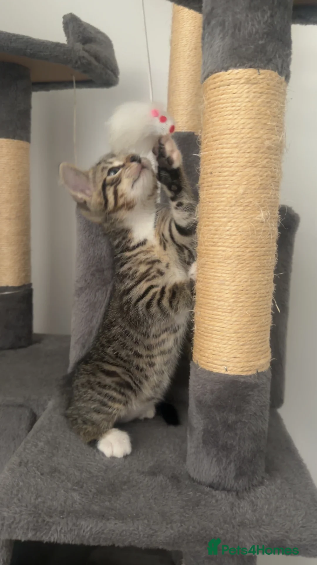Bengal cats for sale: Bengal Kittens in Croydon - Advert 2