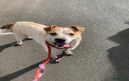 Mixed Breed dogs for adoption: Meet Barry,currently residing in Cheshire  - Image 1