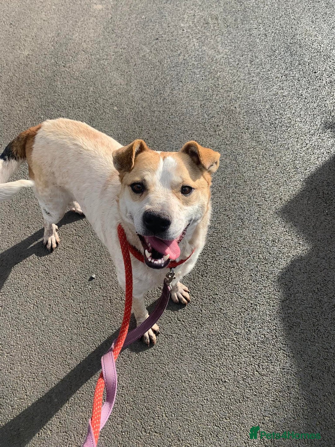 Mixed Breed dogs for adoption: Meet Barry,currently residing in Cheshire  - Image 1
