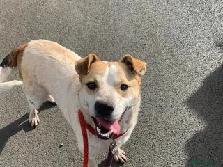 Mixed Breed dogs Meet Barry,currently residing in Cheshire - Advert 14