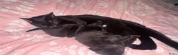 Mixed Breed cats for sale: Kittens for sale  in Bedford - Advert 1