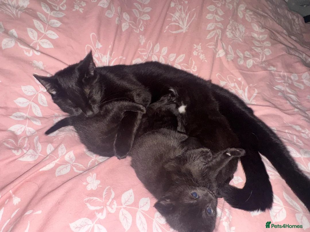 Mixed Breed cats for sale: Kittens for sale  in Bedford - Advert 1