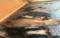 English Bulldog dogs for sale: English bulldog puppies - Image 23