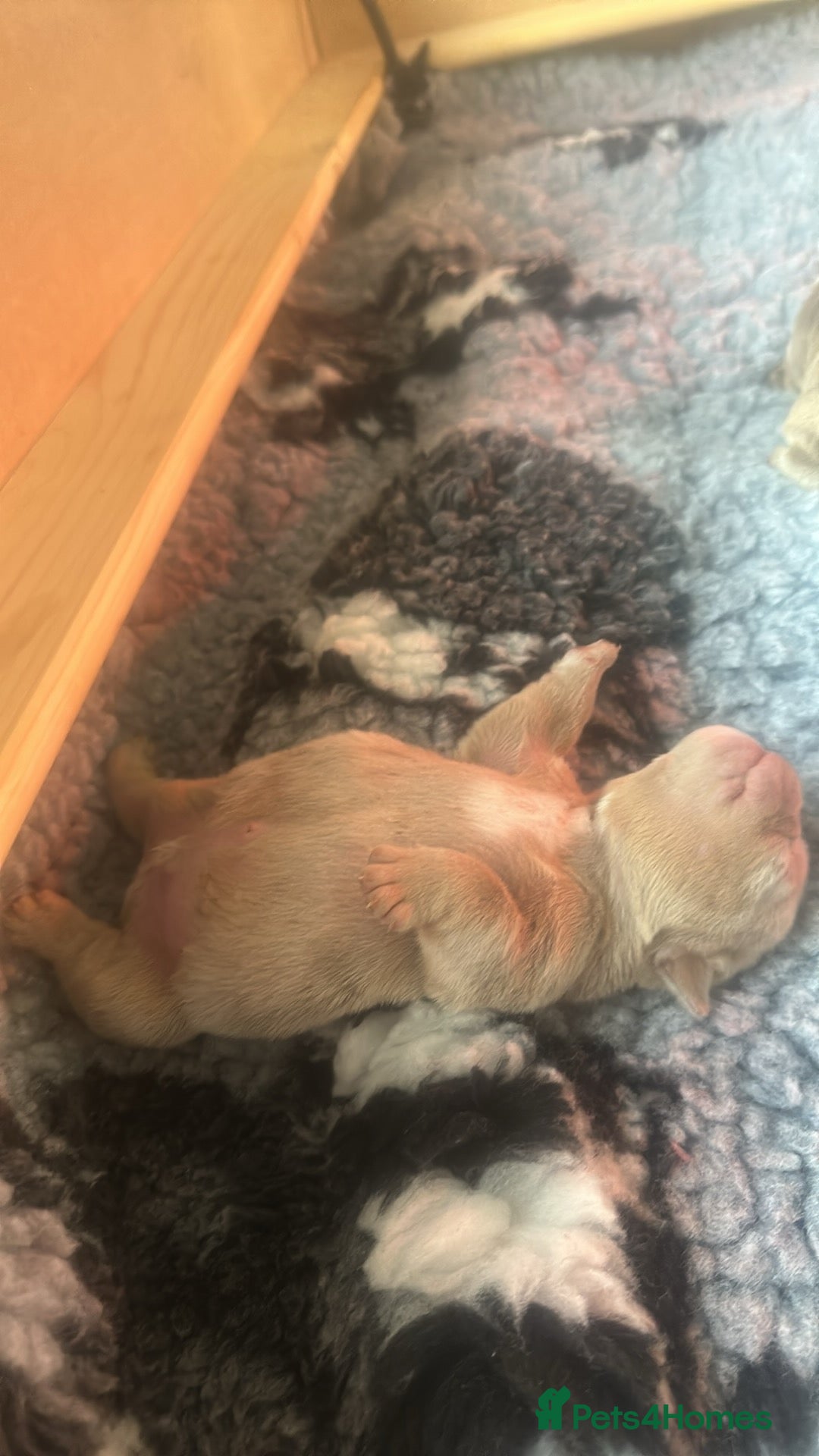 English Bulldog dogs for sale: English bulldog puppies - Image 23