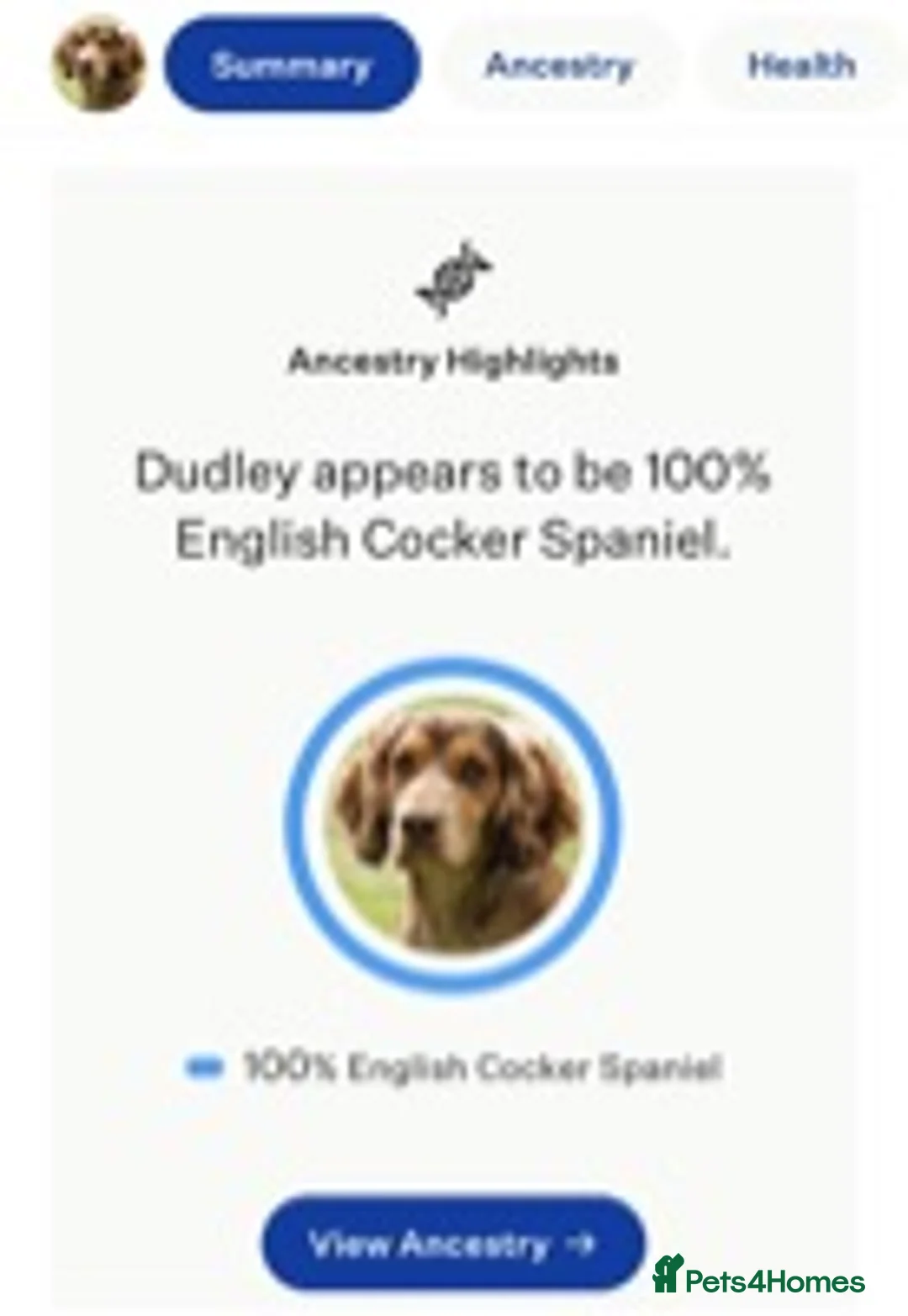 Cocker Spaniel dogs for stud: Cocker Spaniel Chocolate Sable for stud in Bedford - Advert 13