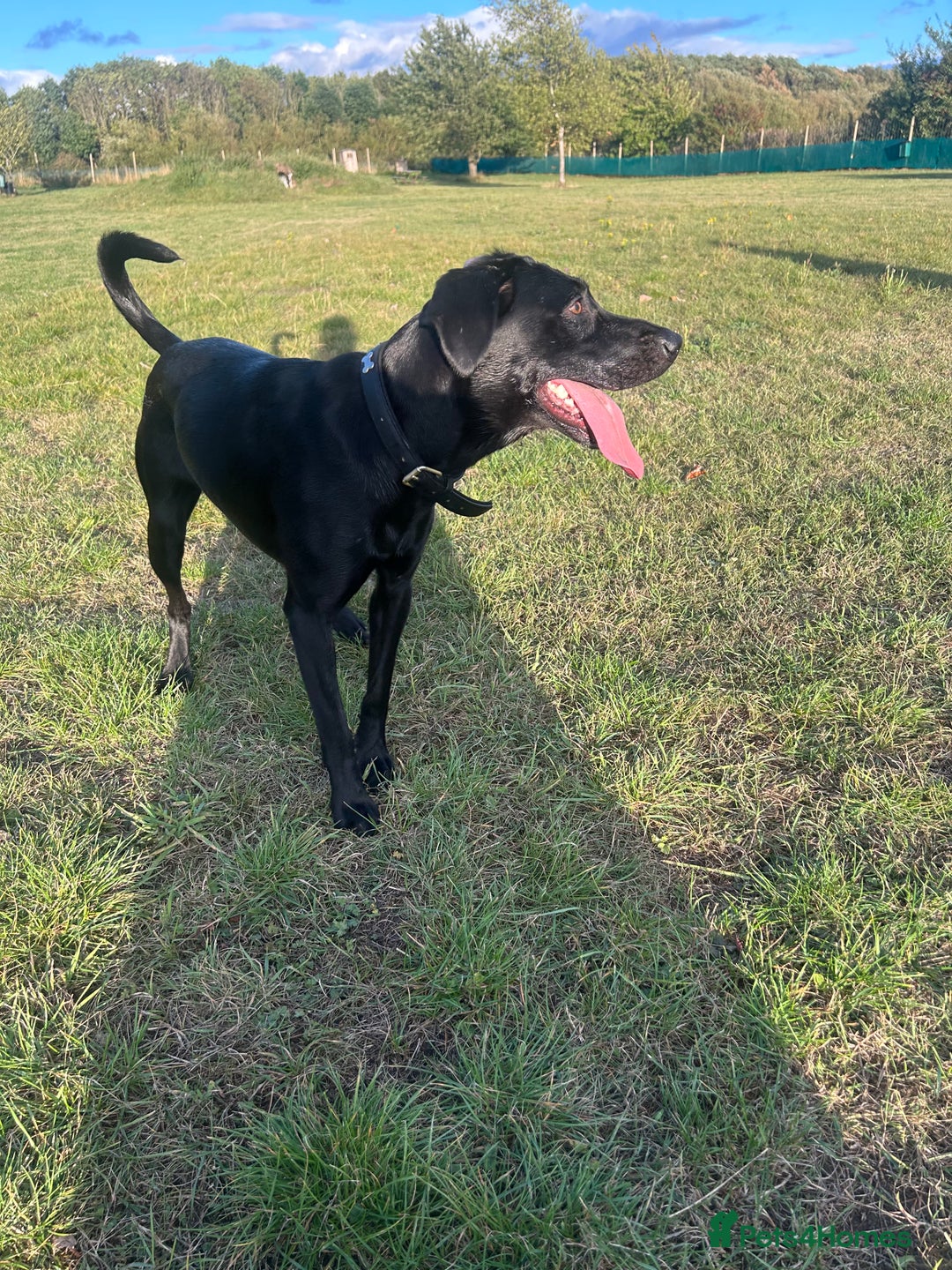 Mixed Breed dogs for sale: 1 year old black female black Labrador mix  - Image 4