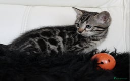 Bengal cats for sale: Gorgeous Bengal kittens - Image 15