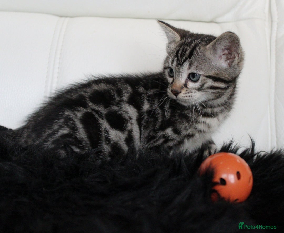 Bengal cats for sale: Gorgeous Bengal kittens - Image 15