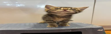 Brown Tabby Girl 4