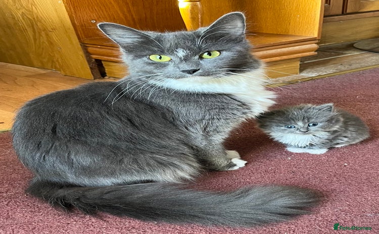 Mixed Breed cats - Advert 1