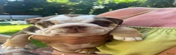 English Bulldog dogs for sale: Beautiful Chucky chocolate puppies  - Advert 3