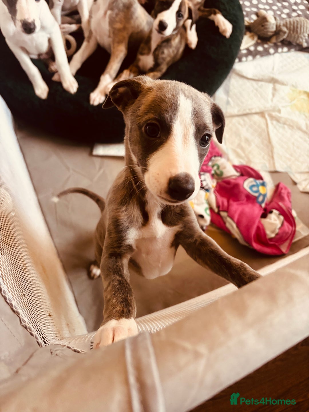 Whippet dogs for sale: Beautiful Blue Girl Whippet pup LAST ONE - Advert 27