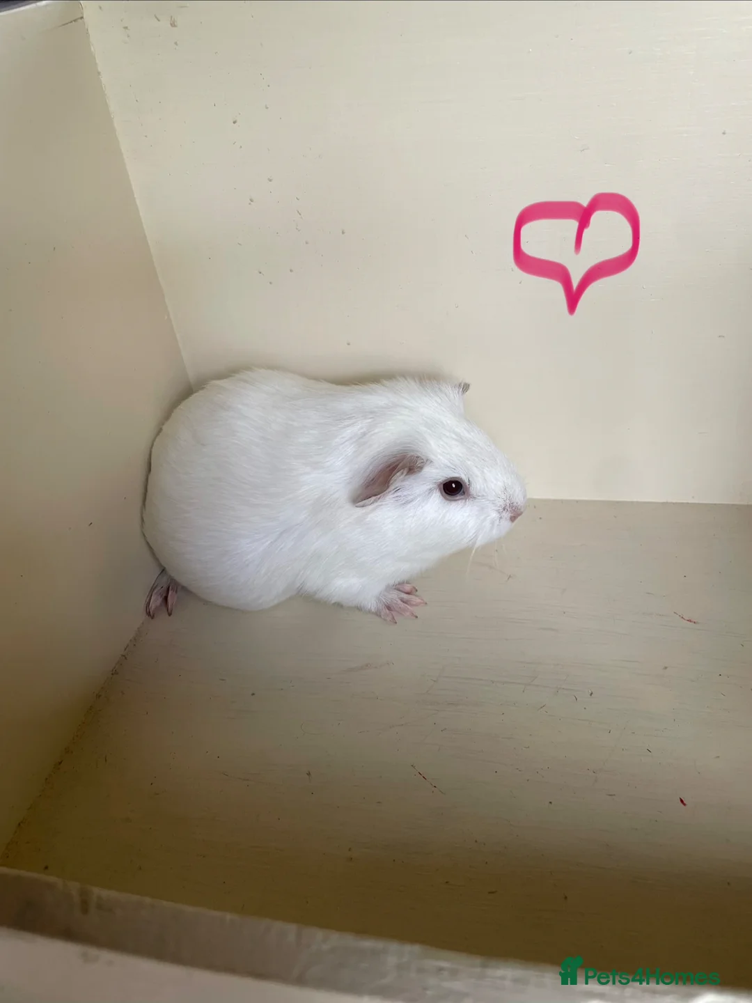 Guinea Pig rodents for sale:  Smooth and Funky Guinea Pigs.  - Advert 2