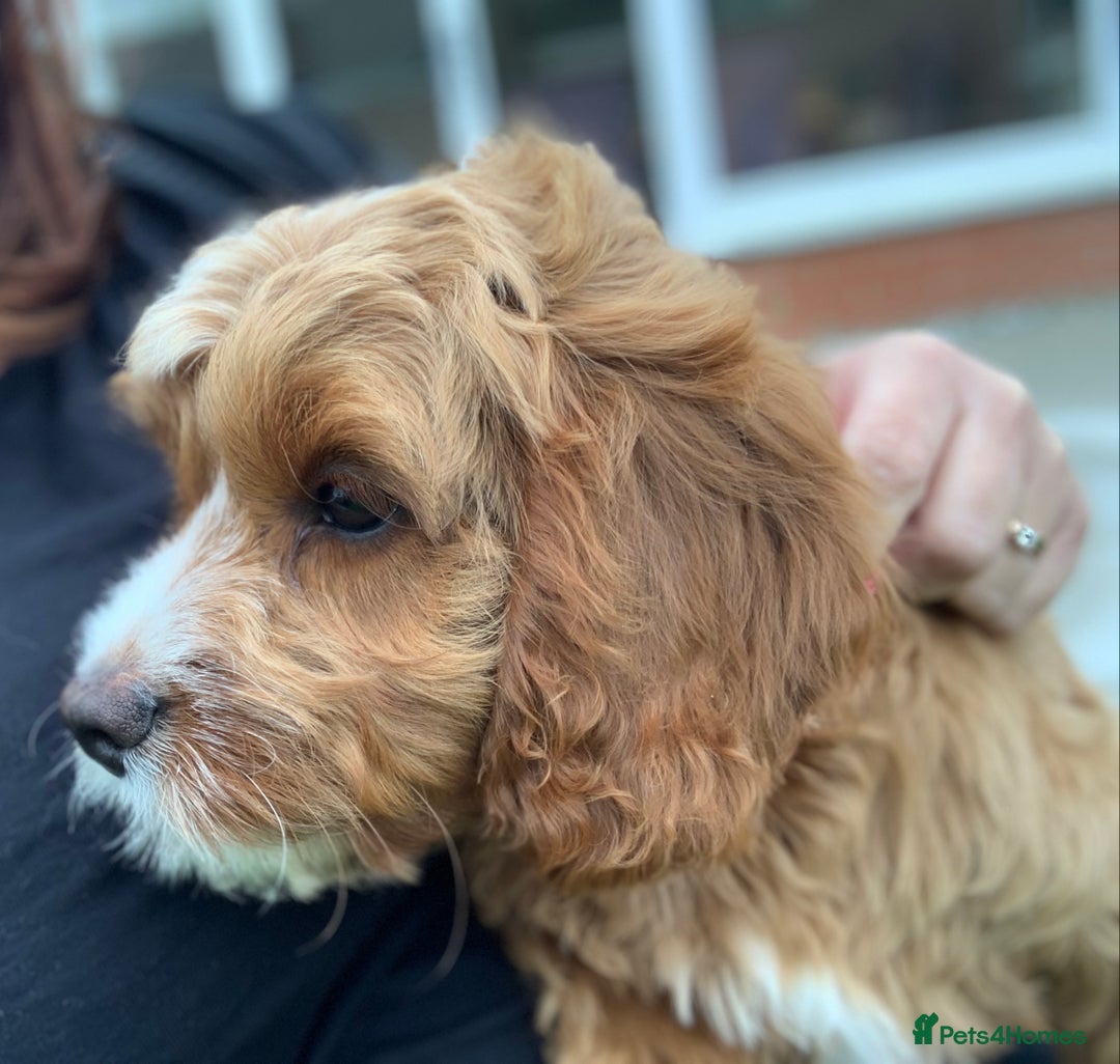 Cavapoo dogs for sale: Expecting a litter-health tested F1b Cavapoo pups - Image 12